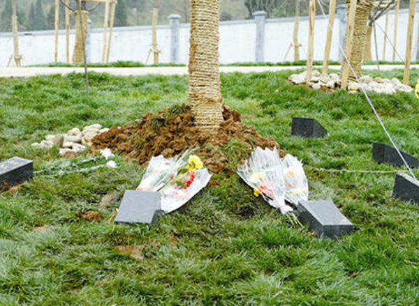 绿色生态殡葬将成为墓葬新趋势